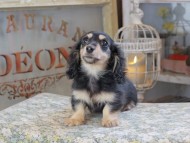 Kaninchen_Dachshund_3110