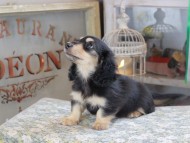 Kaninchen_Dachshund_3112