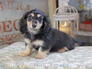 Kaninchen_Dachshund_3116