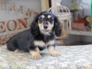 Kaninchen_Dachshund_3118