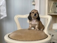 Kaninchen_Dachshund_3118