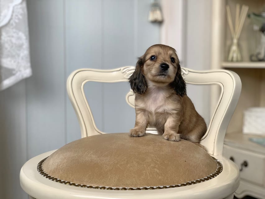 カニンヘンダックスフンド 月見 & スパーキの子犬 イエロー 女の子Kaninchen_Dachshund_3118 カニンヘンダックスフンド 月見 & スパーキの子犬 イエロー 女の子