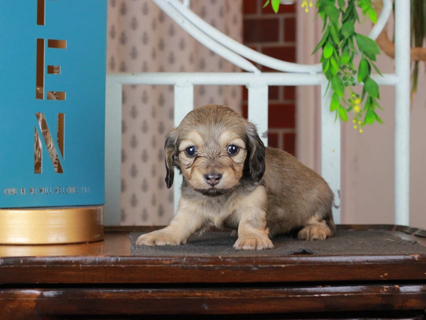 カニンヘンダックスフンド ネオンジェネシス&グローリーの子犬 イエロー 女の子
