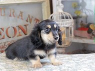 Kaninchen_Dachshund_3121