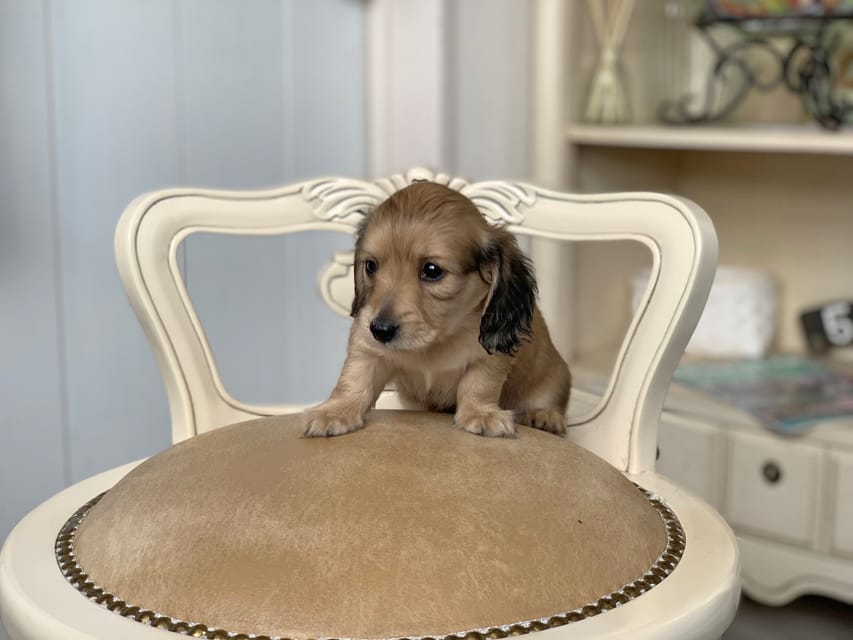 カニンヘンダックスフンド 月見 & スパーキの子犬 イエロー 女の子Kaninchen_Dachshund_3126 カニンヘンダックスフンド 月見 & スパーキの子犬 イエロー 女の子