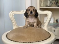 Kaninchen_Dachshund_3128