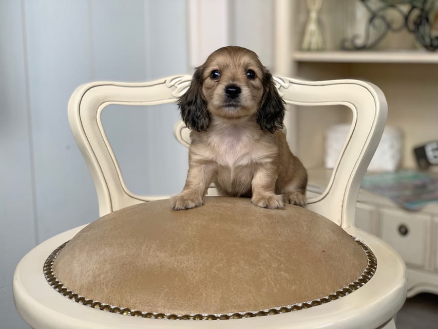 カニンヘンダックスフンド 月見 & スパーキの子犬 イエロー 女の子Kaninchen_Dachshund_3128 カニンヘンダックスフンド 月見 & スパーキの子犬 イエロー 女の子