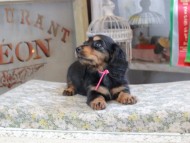 Kaninchen_Dachshund_3130