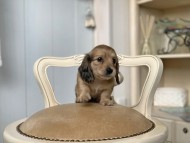 Kaninchen_Dachshund_3130