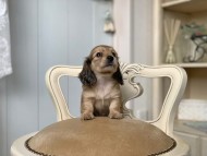 Kaninchen_Dachshund_3131 Kaninchen_Dachshund_3131