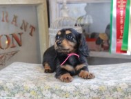 Kaninchen_Dachshund_3132