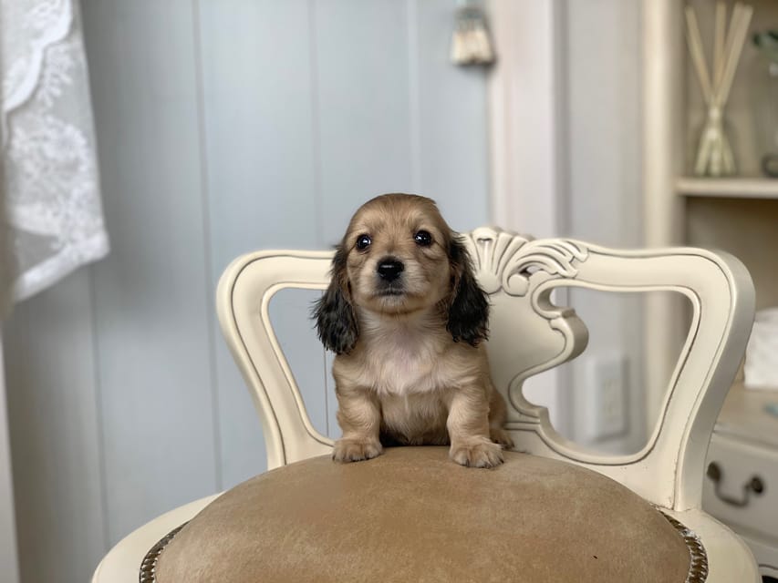 カニンヘンダックスフンド 月見 & スパーキの子犬 イエロー 女の子Kaninchen_Dachshund_3133 カニンヘンダックスフンド 月見 & スパーキの子犬 イエロー 女の子