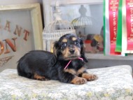 Kaninchen_Dachshund_3134