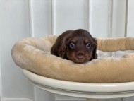 Kaninchen_Dachshund_3138