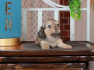 Kaninchen_Dachshund_3144