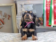 Kaninchen_Dachshund_3145 Kaninchen_Dachshund_3145