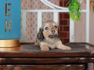 Kaninchen_Dachshund_3148