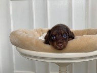 Kaninchen_Dachshund_3150