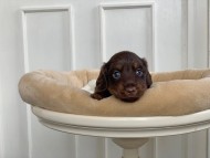 Kaninchen_Dachshund_3151