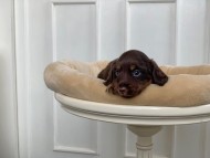 Kaninchen_Dachshund_3158