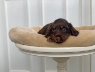 Kaninchen_Dachshund_3159