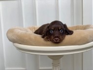 Kaninchen_Dachshund_3166