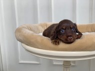 Kaninchen_Dachshund_3169