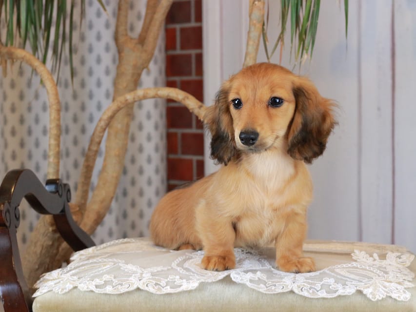 カニンヘンダックスフンド ほたる&パッションの子犬 レッド 女の子（1）