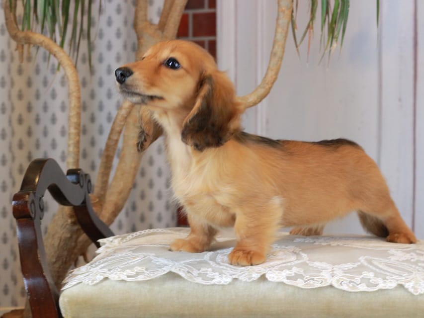 カニンヘンダックスフンド ほたる&パッションの子犬 レッド 女の子（1）