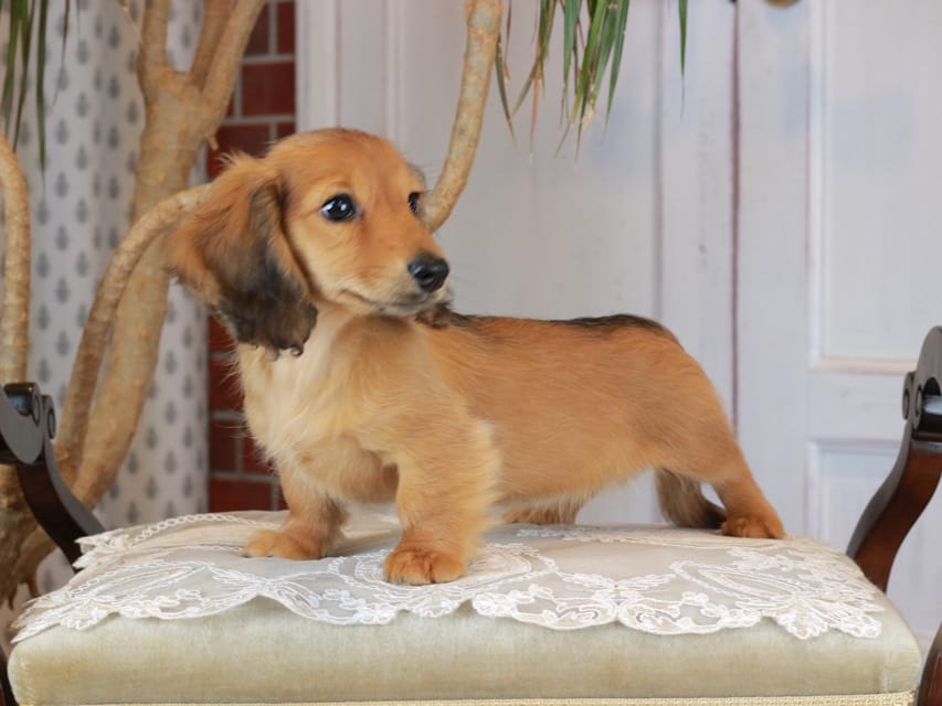 カニンヘンダックスフンド ほたる&パッションの子犬 レッド 女の子（1）