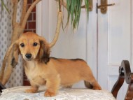 Kaninchen_Dachshund_3181 Kaninchen_Dachshund_3181
