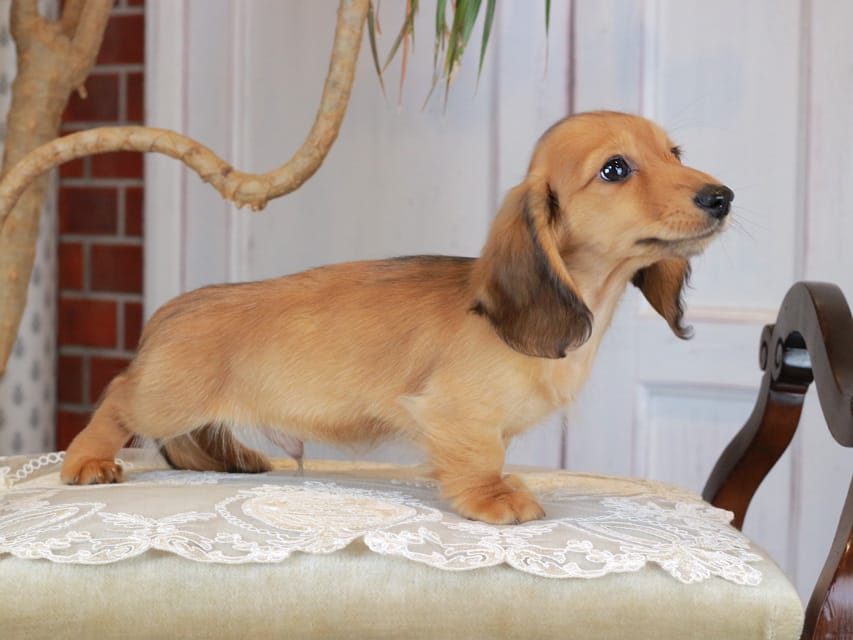 カニンヘンダックスフンド うさぎ&どんべぇの子犬 レッド 男の子Kaninchen_Dachshund_3186 カニンヘンダックスフンド うさぎ&どんべぇの子犬 レッド 男の子