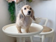 Kaninchen_Dachshund_3190