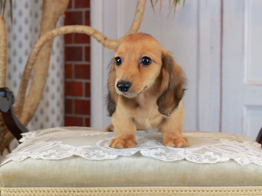 カニンヘンダックスフンド うさぎ&どんべぇの子犬 レッド 男の子Kaninchen_Dachshund_3191 カニンヘンダックスフンド うさぎ&どんべぇの子犬 レッド 男の子