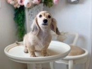 Kaninchen_Dachshund_3191