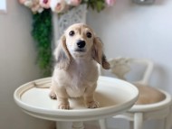 Kaninchen_Dachshund_3192