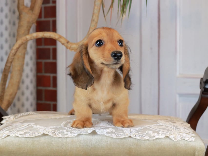 カニンヘンダックスフンド うさぎ&どんべぇの子犬 レッド 男の子Kaninchen_Dachshund_3193 カニンヘンダックスフンド うさぎ&どんべぇの子犬 レッド 男の子