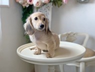 Kaninchen_Dachshund_3194