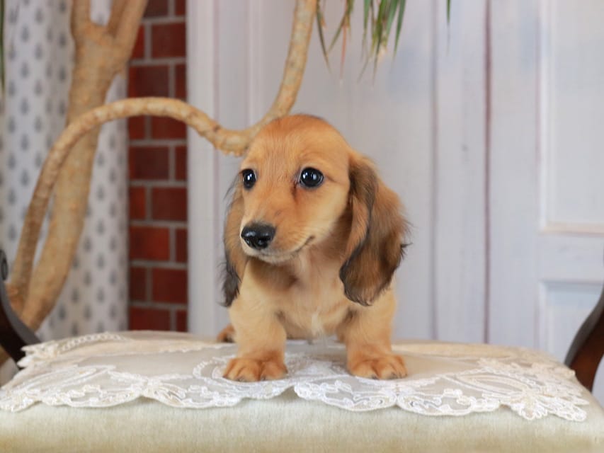 カニンヘンダックスフンド うさぎ&どんべぇの子犬 レッド 男の子Kaninchen_Dachshund_3196 カニンヘンダックスフンド うさぎ&どんべぇの子犬 レッド 男の子