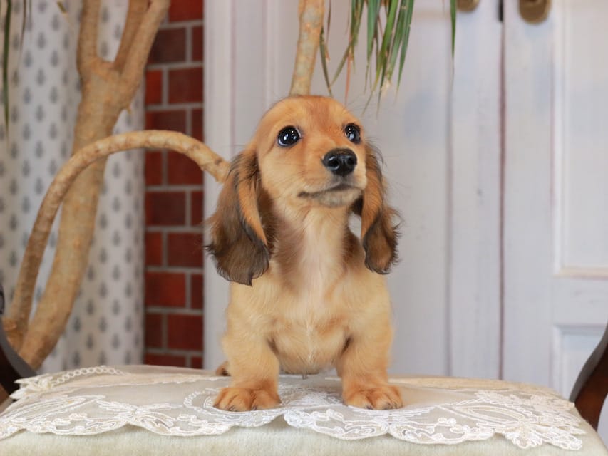 カニンヘンダックスフンド うさぎ&どんべぇの子犬 レッド 男の子Kaninchen_Dachshund_3203 カニンヘンダックスフンド うさぎ&どんべぇの子犬 レッド 男の子