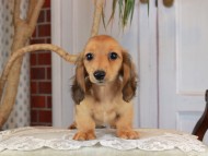 Kaninchen_Dachshund_3206 Kaninchen_Dachshund_3206