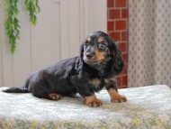 Kaninchen_Dachshund_3239 Kaninchen_Dachshund_3239