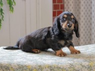 Kaninchen_Dachshund_3242