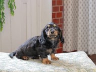Kaninchen_Dachshund_3250 Kaninchen_Dachshund_3250