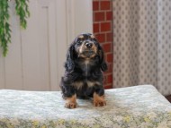 Kaninchen_Dachshund_3253