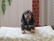 Kaninchen_Dachshund_3256 Kaninchen_Dachshund_3256