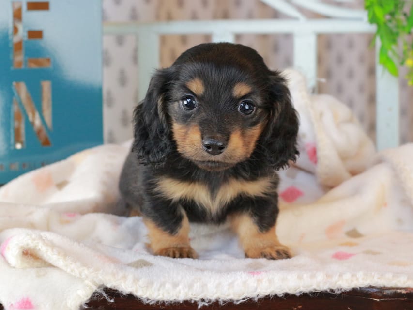 ミニチュアダックスフンド スィーティ&スカッシュの子犬 ブラタン 男の子