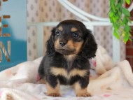 Kaninchen_Dachshund_3262