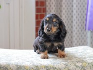 Kaninchen_Dachshund_3265 Kaninchen_Dachshund_3265