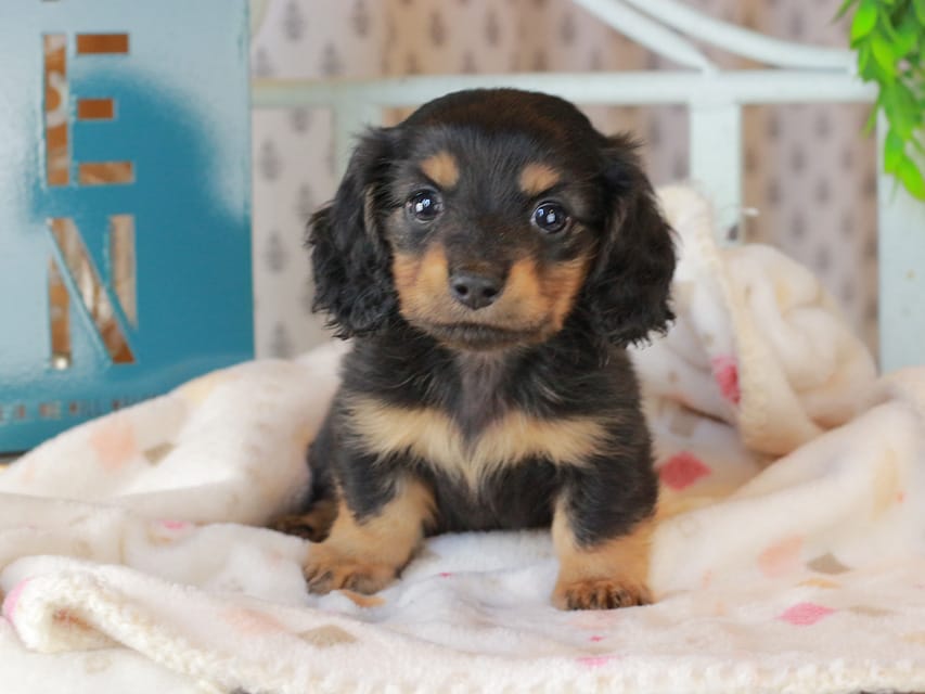 ミニチュアダックスフンド スィーティ&スカッシュの子犬 ブラタン 男の子